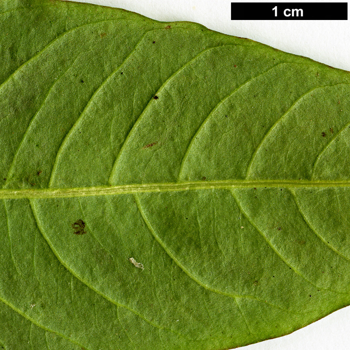 High resolution image: Family: Apocynaceae - Genus: Alstonia - Taxon: yunnanensis